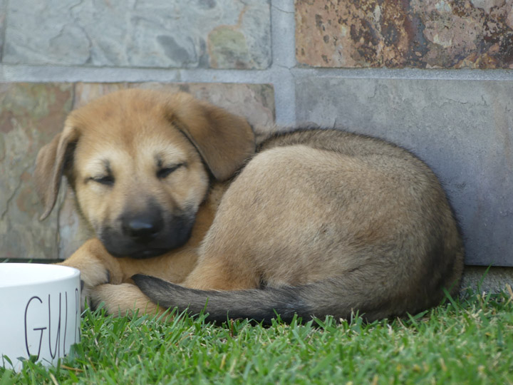 chinook dog